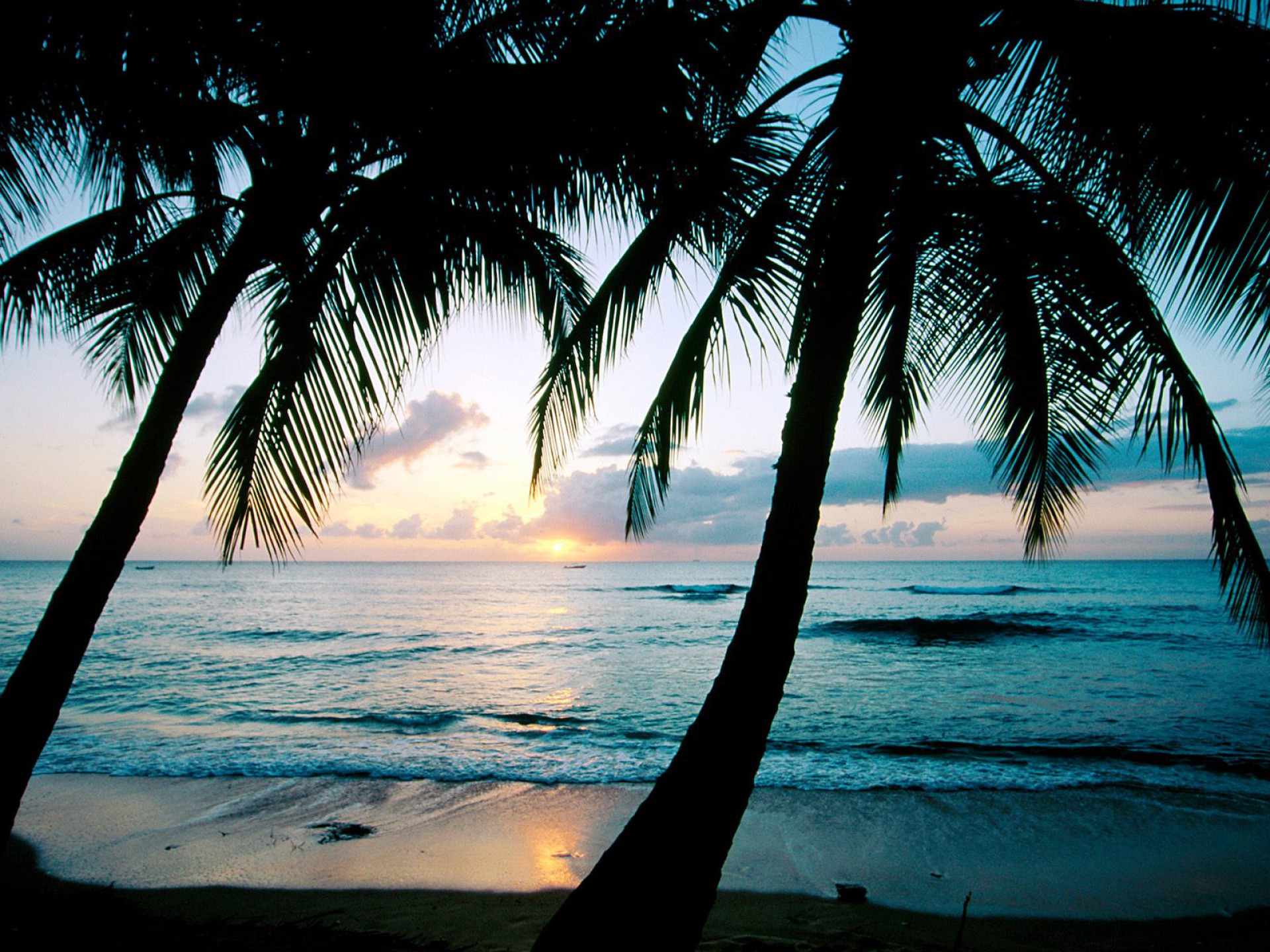 Barbados palm tree