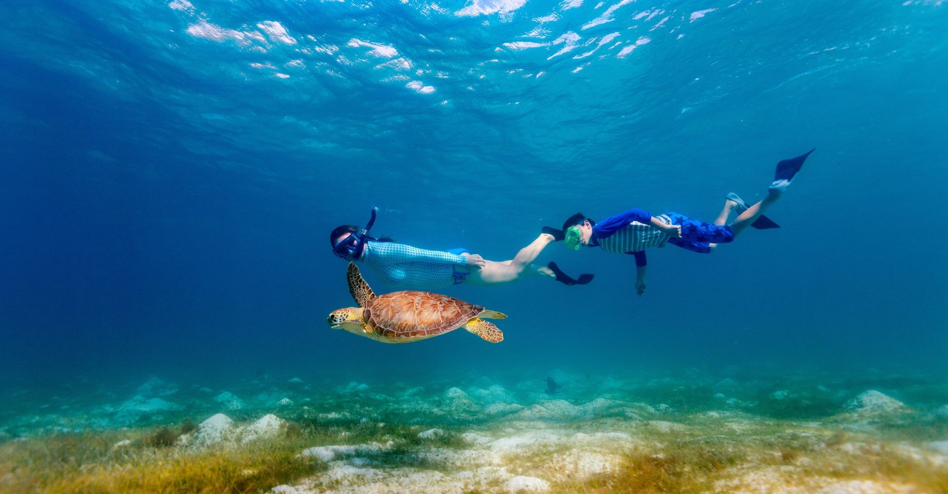 two people snorkeling with a sea turtle 