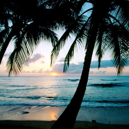 Barbados palm tree