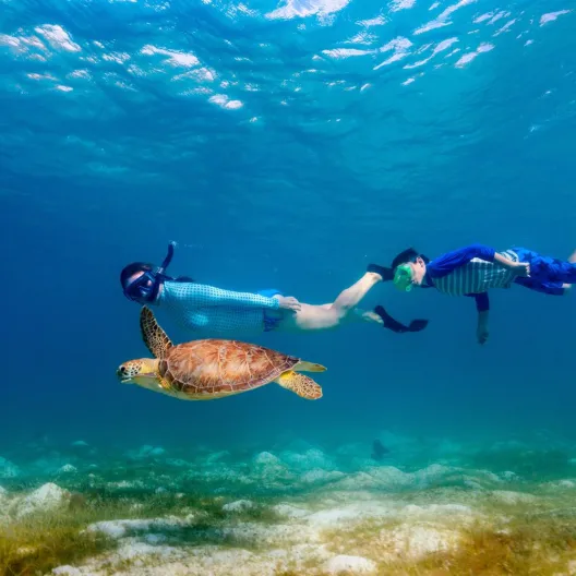 two people snorkeling with a sea turtle 