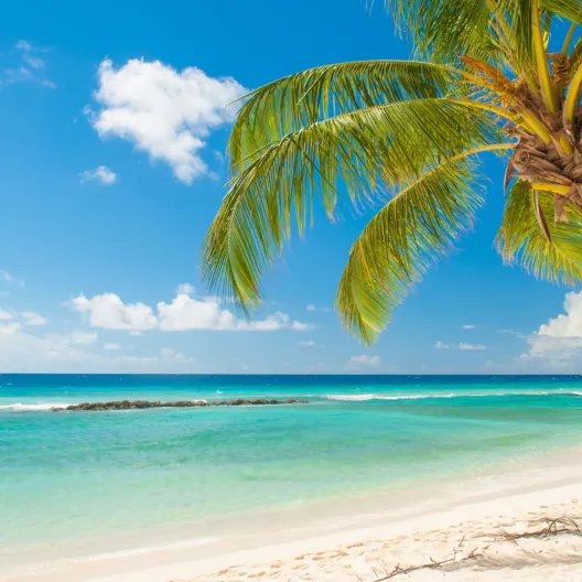 A sandy beach with clear turquoise water, gentle waves, and a palm tree under a bright blue sky with scattered clouds.
